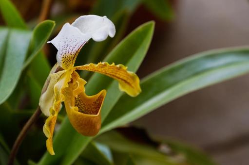 鉢植えの洋ラン パフィオペディルム 鉢植えの洋ラン パフィオペディルム パフィオペディルム,蘭,洋ランの写真素材