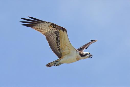 秋の青空を鳴きながら飛ぶミサゴ ミサゴ,鶚,ウオタカの写真素材