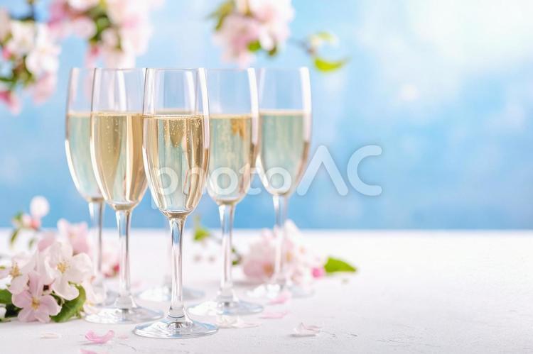桜と記念日のシャンパン お酒,シャンパン,記念日の写真素材