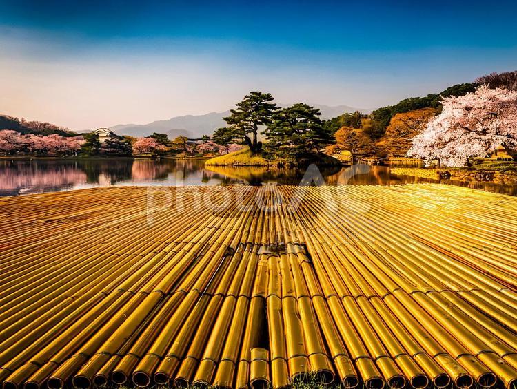 金竹桜 日本,黄金,里山の写真素材