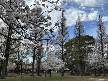 桜 桜 公園,桜,お散歩の写真素材