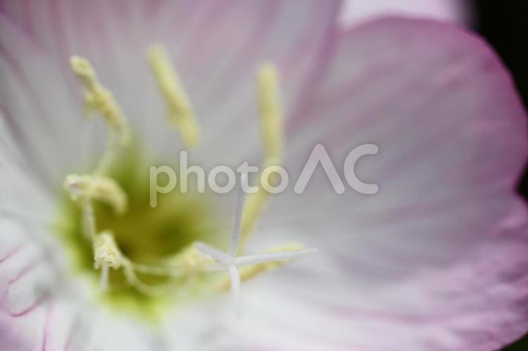 ヒルザキツキミソウ　09 ヒルザキツキミソウ,ピンクの柔らかい色の花,ふんわりイメージの写真素材