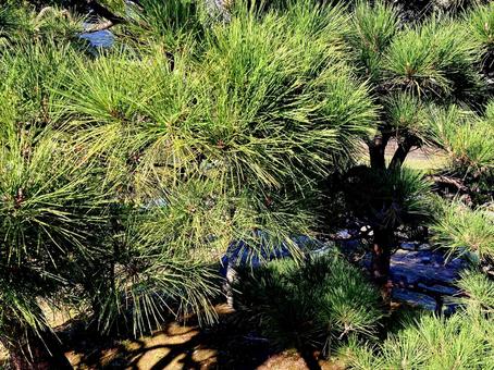 松 松,松の木,針葉の写真素材