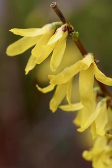 レンギョウの写真