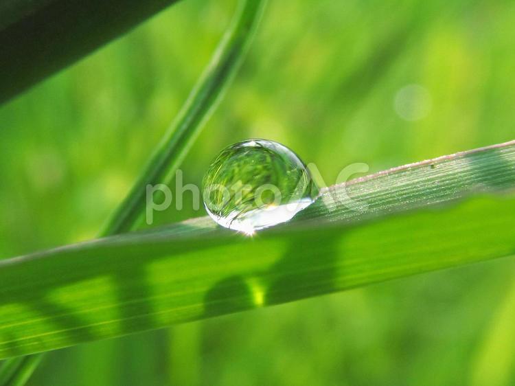 水滴と緑の葉と朝日（Water drops） 水滴,すいてき,しずくの写真素材