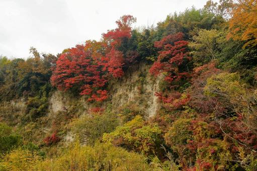 もみじロード もみじロード,秋,紅葉の写真素材