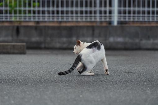 毛繕いが終わって辺りを見回す牛柄猫 牛柄猫,cawcat,ハチワレ猫の写真素材