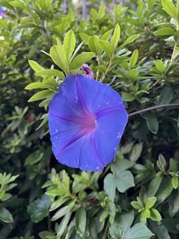紫色のテッセンの花 テッセン,花,花びらの写真素材