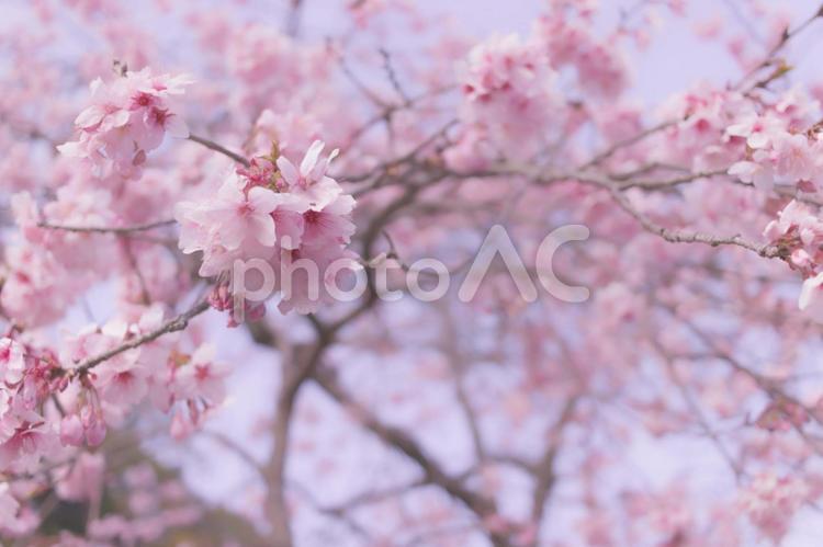 ピンクの桜の花が満開に咲いた淡い色の写真 桜,花,花びらの写真素材