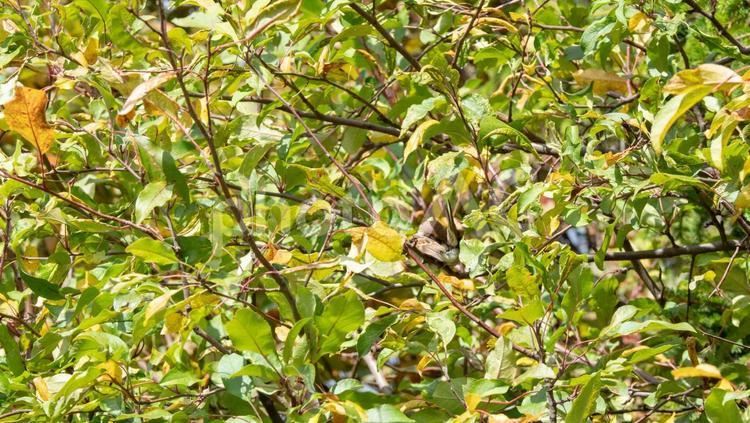 木に隠れて毛繕いをするスズメ 1 スズメ,鳥,野生の写真素材