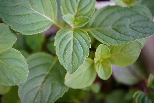 イングリッシュミントの写真