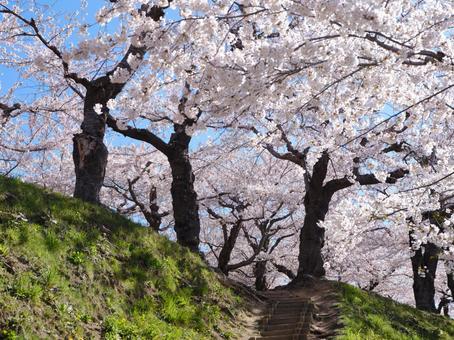 五稜郭公園の桜 五稜郭公園の桜の写真
