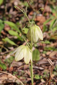 バイモ・貝母　マクロ バイモ,フラワー,網目模様の写真素材