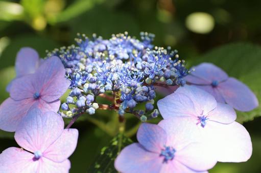 Photo, hydrangea, june, rainy season, 