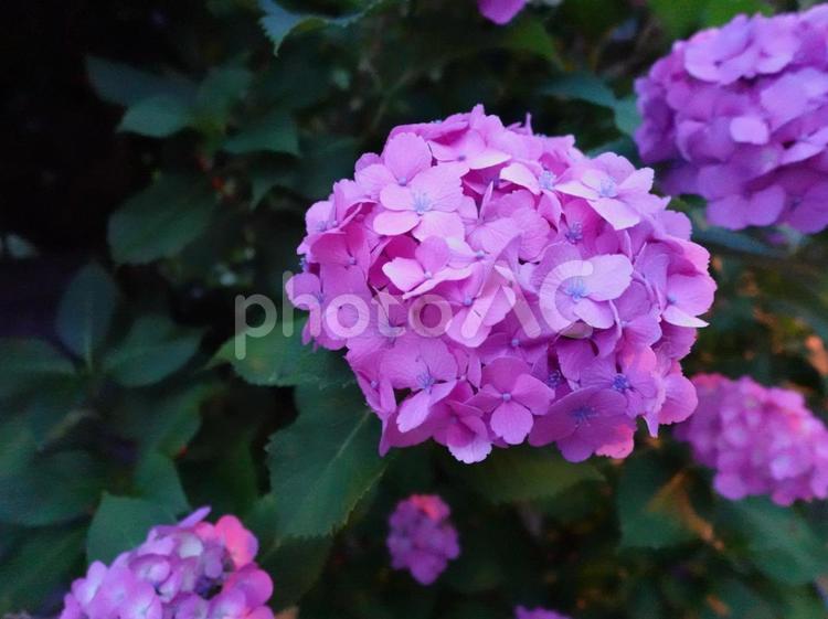 夕暮れに咲く紫陽花 花あじさい,６月,自然の写真素材
