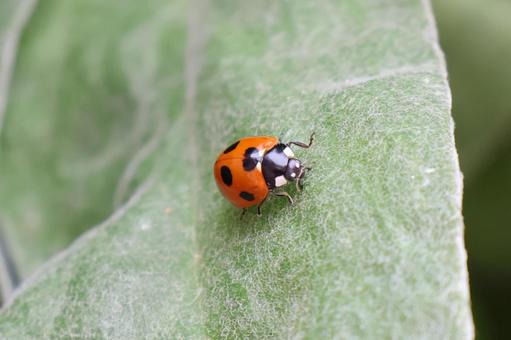 テントウムシ1 テントウムシ1 テントウムシ,虫,ナナホシテントウの写真素材