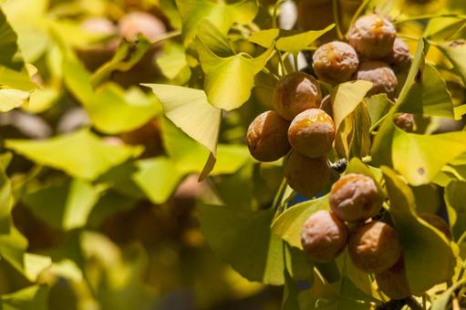 運動公園のイチョウ4（豊橋市） イチョウ,並木道,岩田運動公園の写真素材