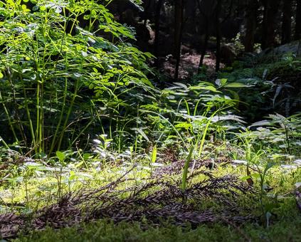 風薫る草の絨毯-03 風薫る草の絨毯-03の写真