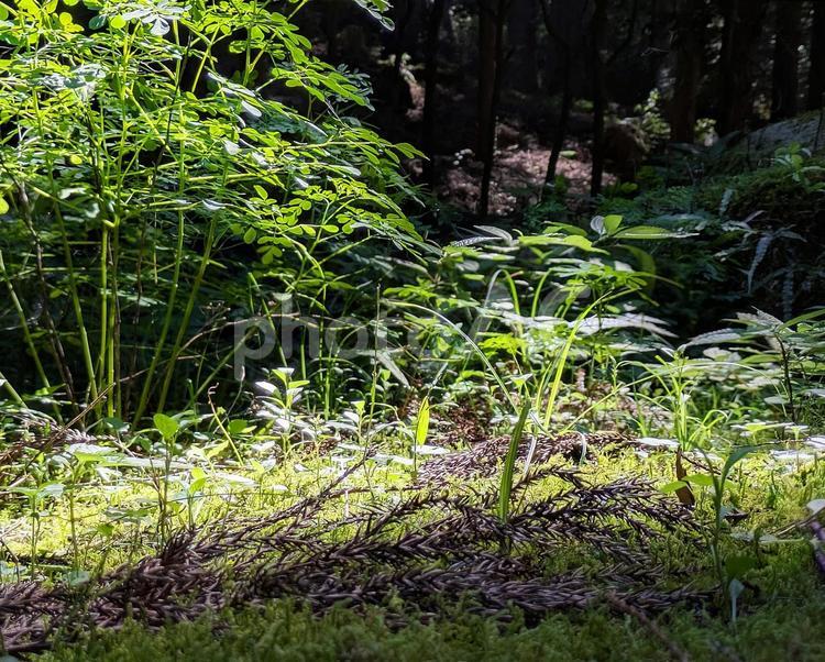 風薫る草の絨毯-03 草,雑草,草むらの写真素材