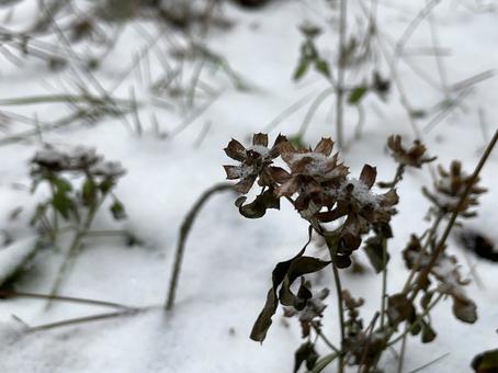 雪 雪の写真