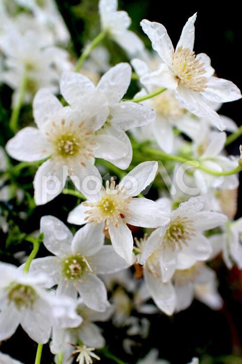 小さなクレマチス 花,クレマチス,白の写真素材