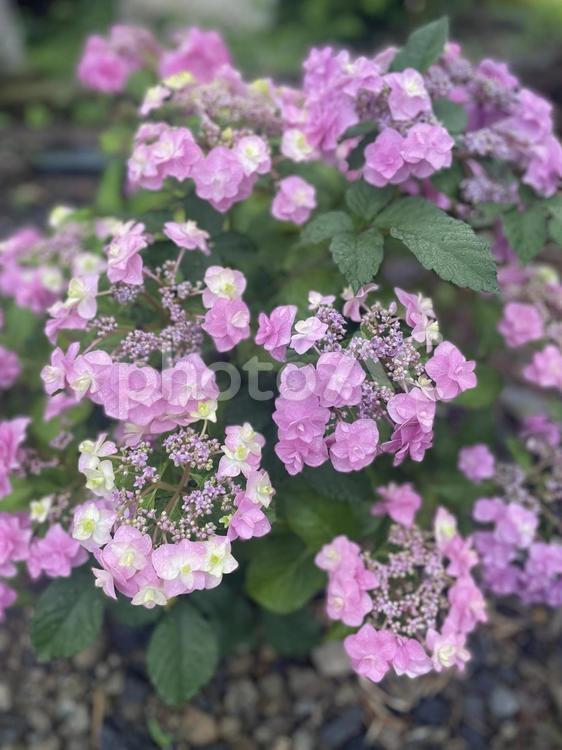 雨梅雨に濡れてる紫陽花 紫陽花,雨,梅雨の写真素材