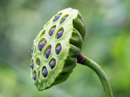 蓮の実 オオガハス,古代ハス,大賀蓮の写真素材