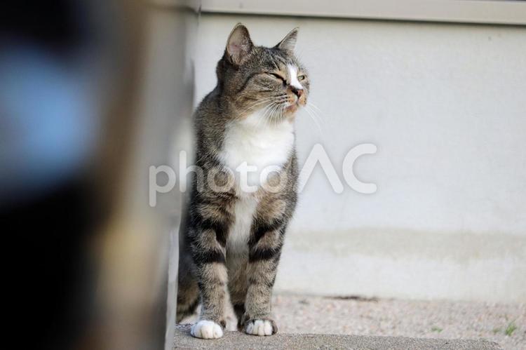 遠くを見つめてしみじみする猫 キジネコ,白キジ,黒キジの写真素材