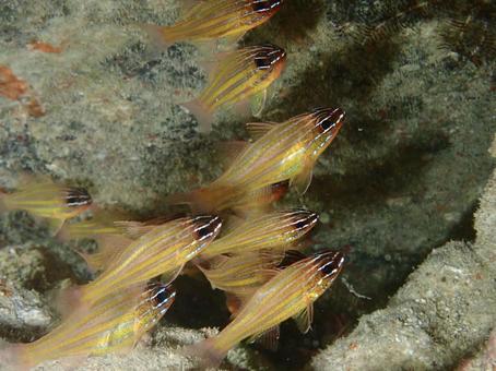 キンセンイシモチ キンセンイシモチ 海,海の生き物,沖縄の写真素材