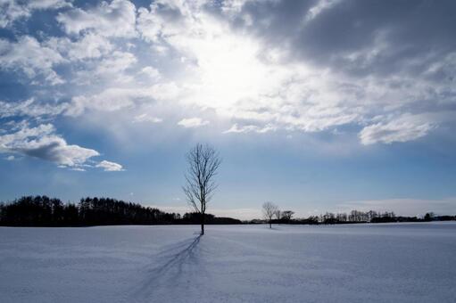 雲間の光と雪原に佇む一本木 雪原,雪,冬の写真素材