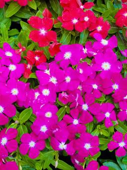 Madagascar periwinkle, JPG