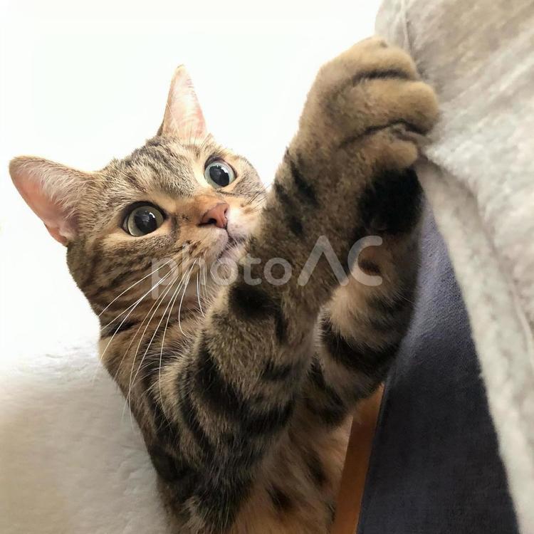 夢中で遊ぶ猫・アメリカンショートヘア 必死,夢中,遊ぶの写真素材