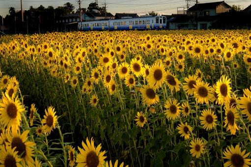 えち鉄とひまわり えち鉄とひまわりの写真