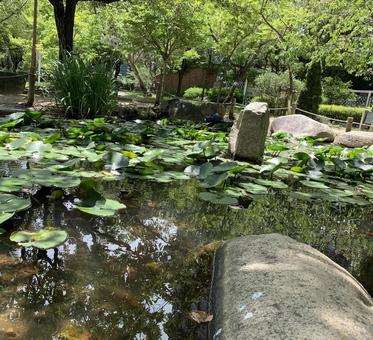 公園の池 グリーン,ハイキング,リラックスの写真素材