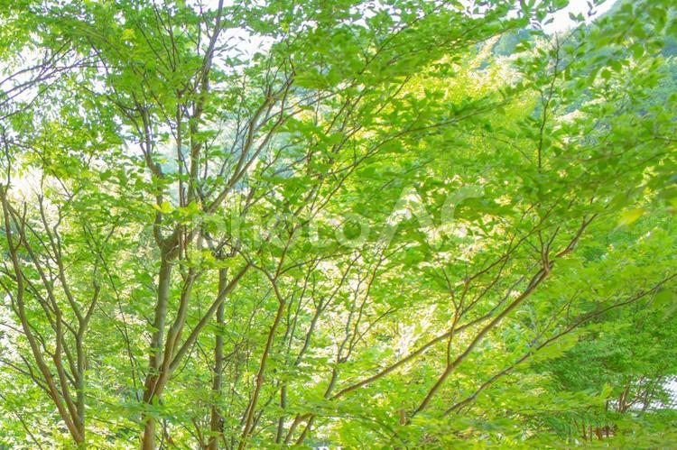 新緑と木漏れ日 新緑,木漏れ日,緑の写真素材
