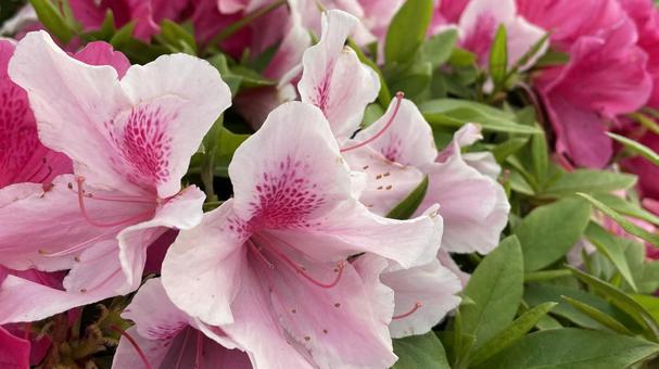 Azaleas have bloomed, JPG