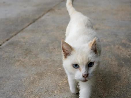 マイペースに過ごす猫 猫,地域猫,動物の写真素材