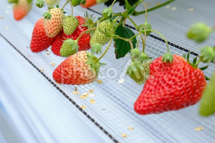大きすぎるのも注意が必要 イチゴ,苺,食べ物の写真素材