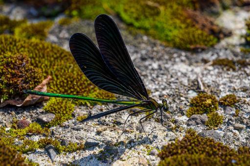 アオハダトンボ⑼の写真