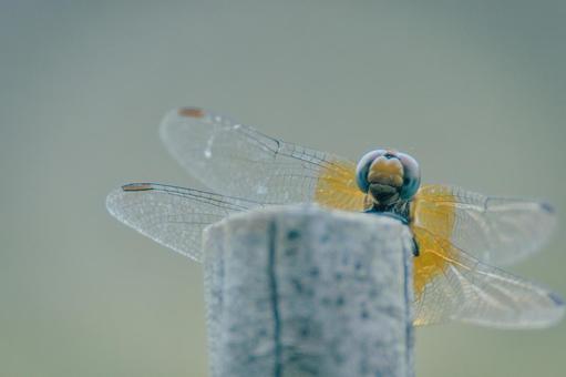 トンボの写真