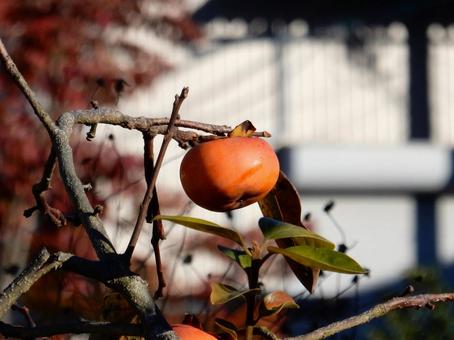 【風景写真】柿の実 柿,カキ,葉の写真素材