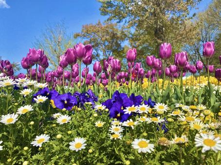 カラフルな春のお花 素材,ネモフィラ,花畑の写真素材