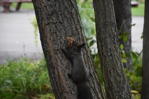 何か運んでる リスさん 何か運んでる リスさんの写真