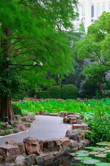 The lotus pond at People's Square (People's Park) in Shanghai, JPG The lotus pond at People's Square (People's Park) in Shanghai, JPG