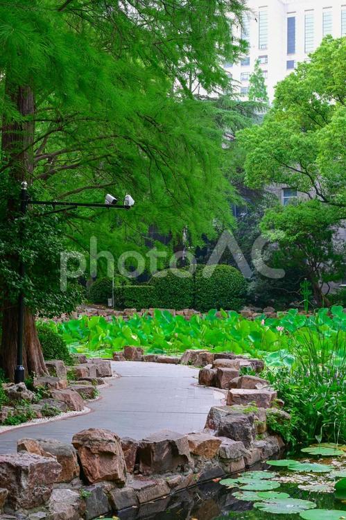 上海・人民広場（人民公園）の蓮池 蓮,蓮池,花の写真素材