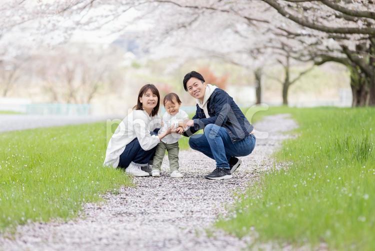 桜の咲く公園で遊ぶ家族 桜,人物,男性の写真素材