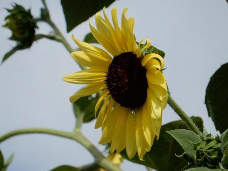 【花の写真】ヒマワリ(向日葵) 【花の写真】ヒマワリ(向日葵)の写真