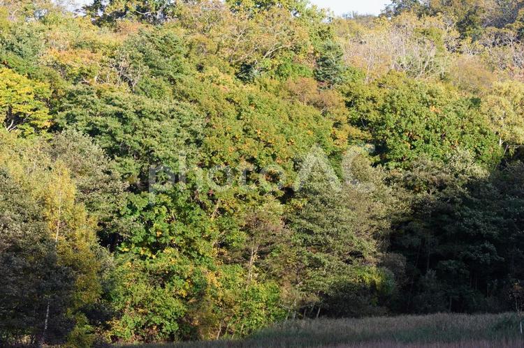 秋の原生林の紅葉 日本,北海道,江別の写真素材