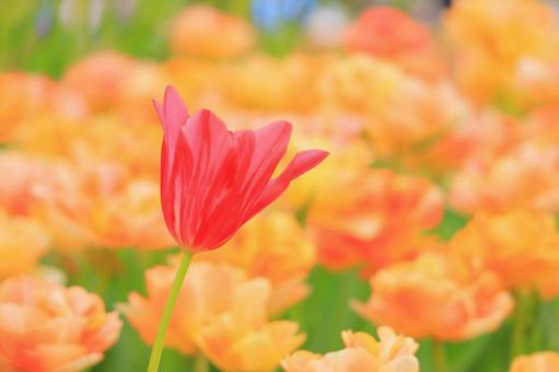 Photo, tulip, flower, flower garden, 
