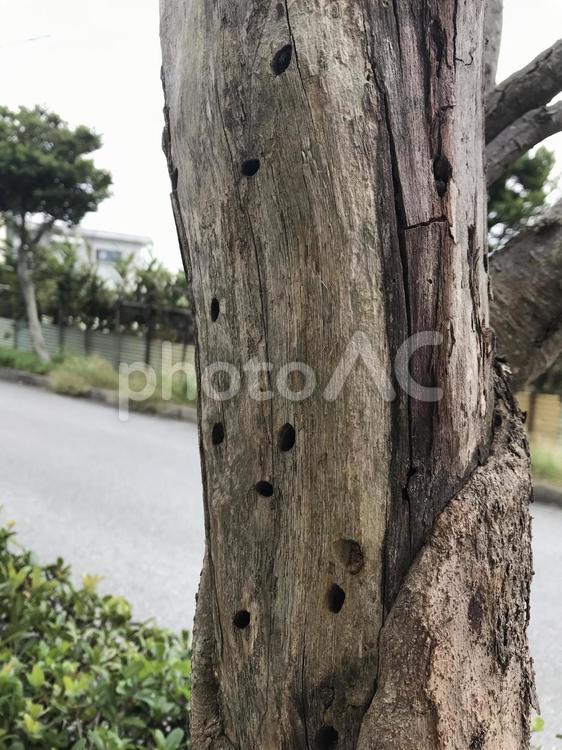 虫の巣穴　イメージ 巣穴,虫,害虫の写真素材